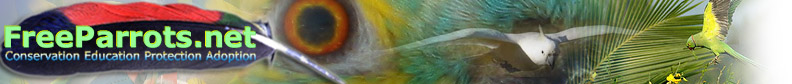 Free Parrots Sound and Video Catalog